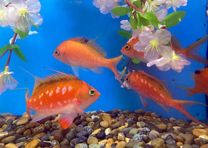 海に咲く花-6 サクラダイ