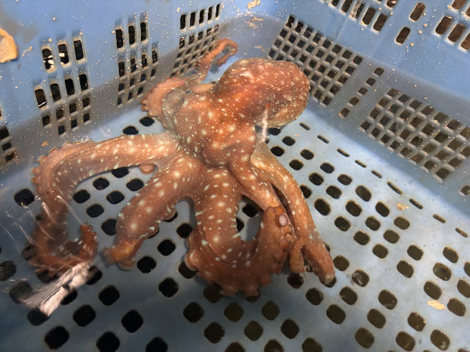 goukakukigan サメハダテナガダコ