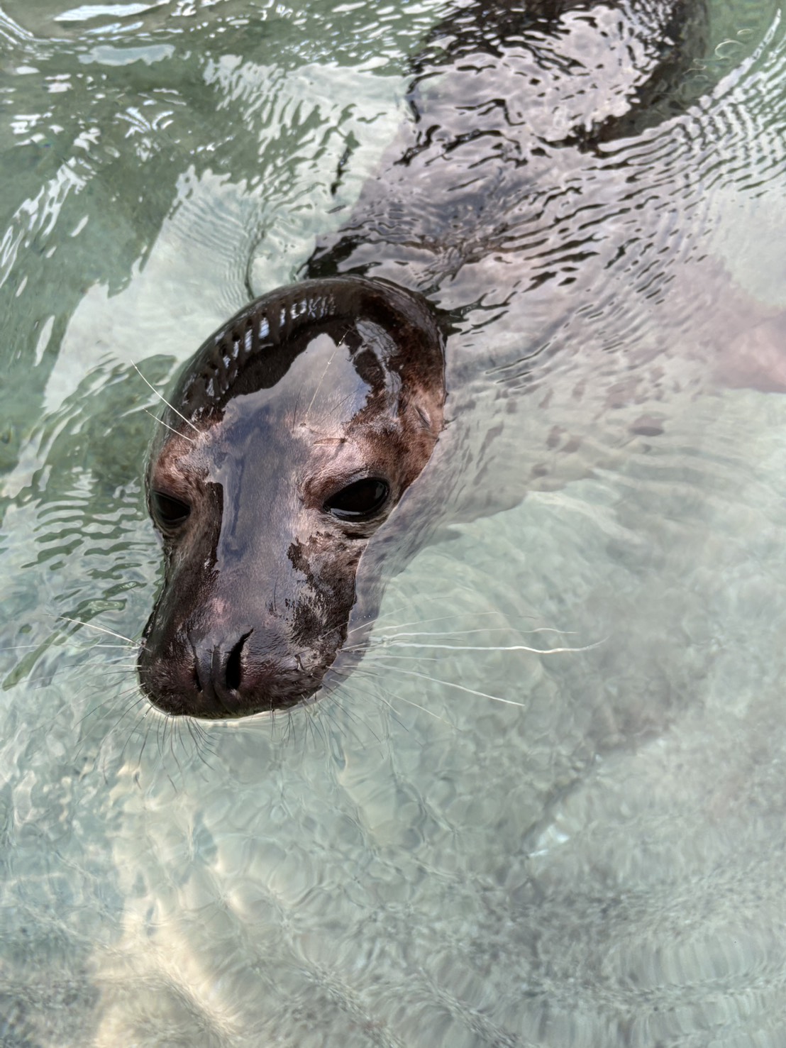 ゴマフアザラシのココア