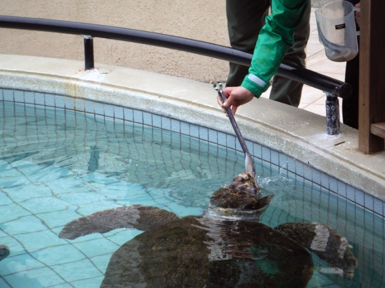 nanakusa 七草を食べるウミガメ