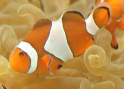 【下田海中水族館ニュースリリース20260207】ハ カクレクマノミ