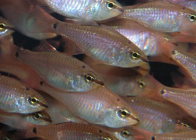 【下田海中水族館ニュースリリース20260207】ハ クロホシイシモチ