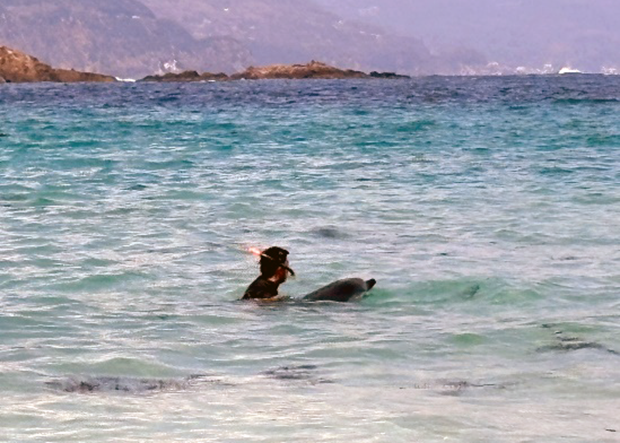 スジイルカを沖に誘導している様子