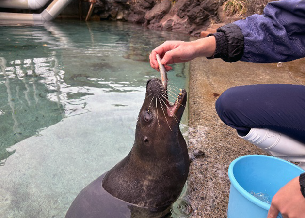 餌やり体験