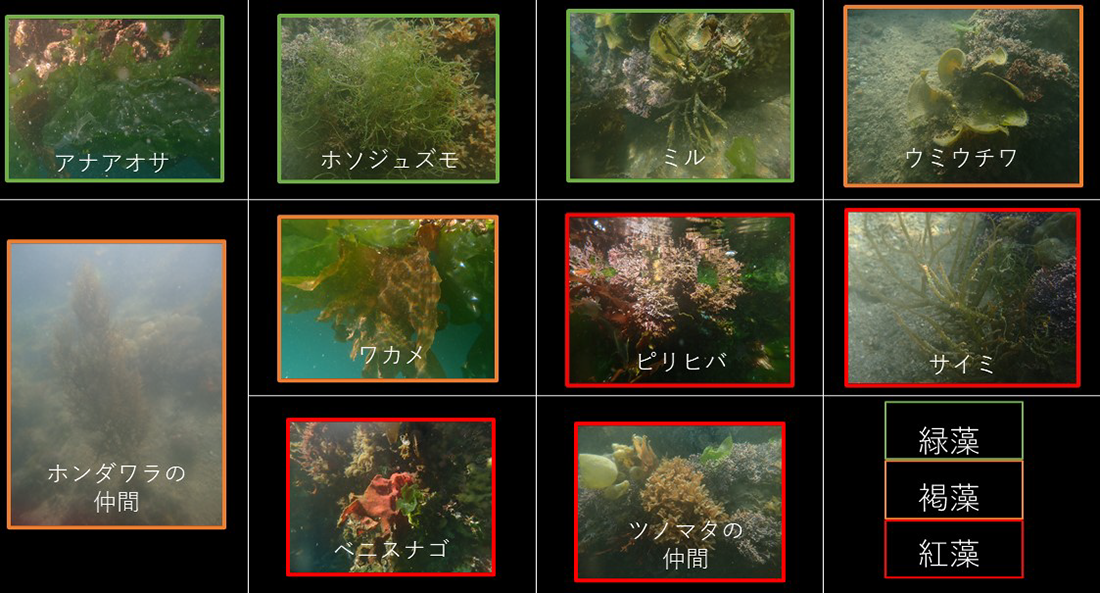 20年で変化した藻場