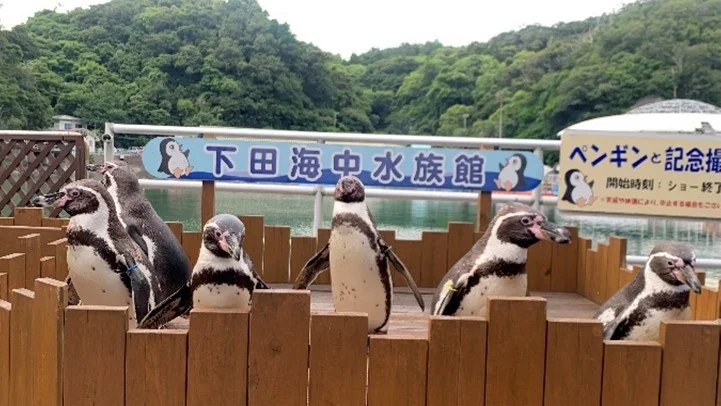 1368-1096-174085679d3424617ead67dfee20699a-721×406 ペンギンと記念撮影
