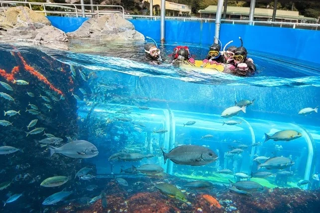 大水槽おさかなウォッチング