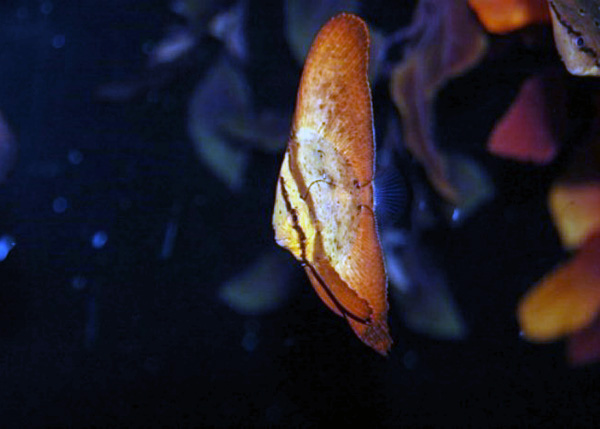 ナンヨウツバメウオの幼魚