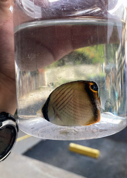 フウライチョウチョウウオ