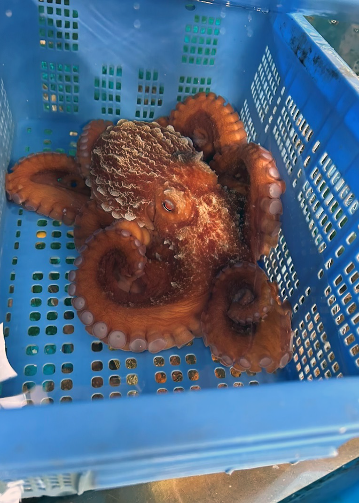 ミズダコ？