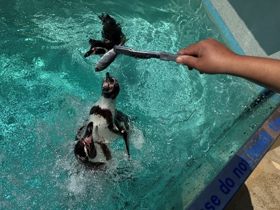 ペンギンの餌やり体験