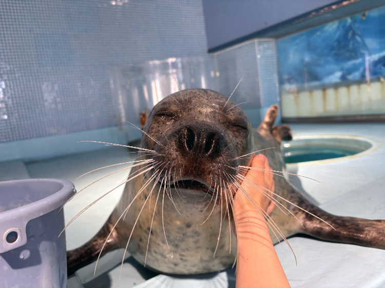seal01 ゴマフアザラシ
